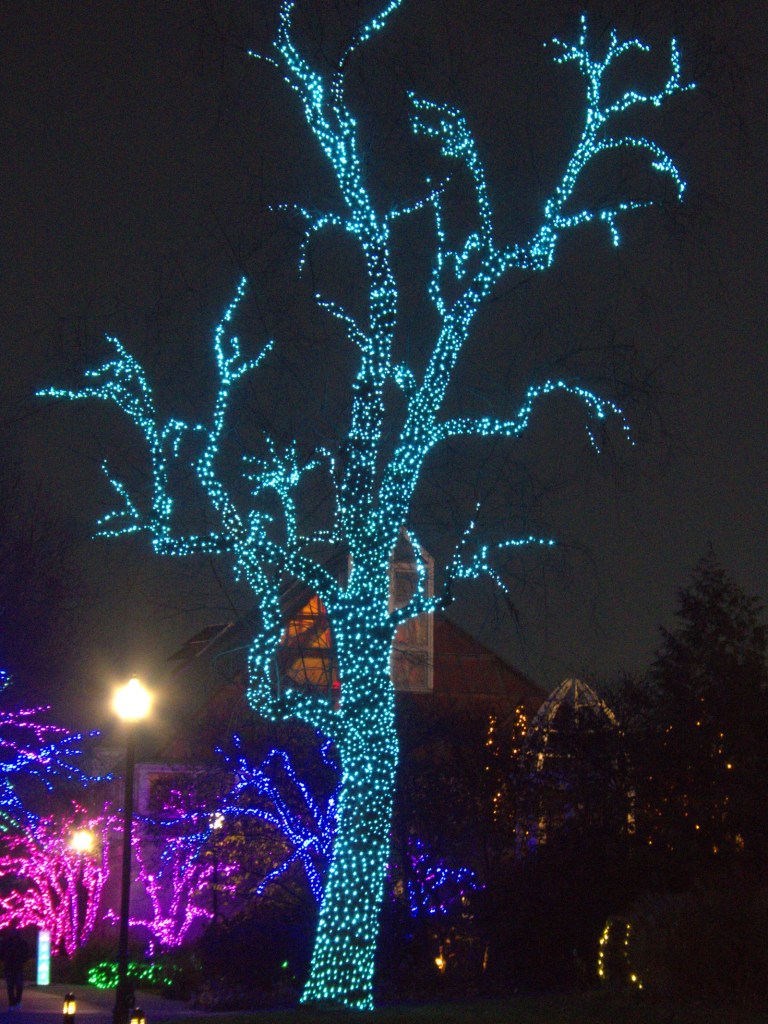 tree with many curved branches completely covered in light blue lights