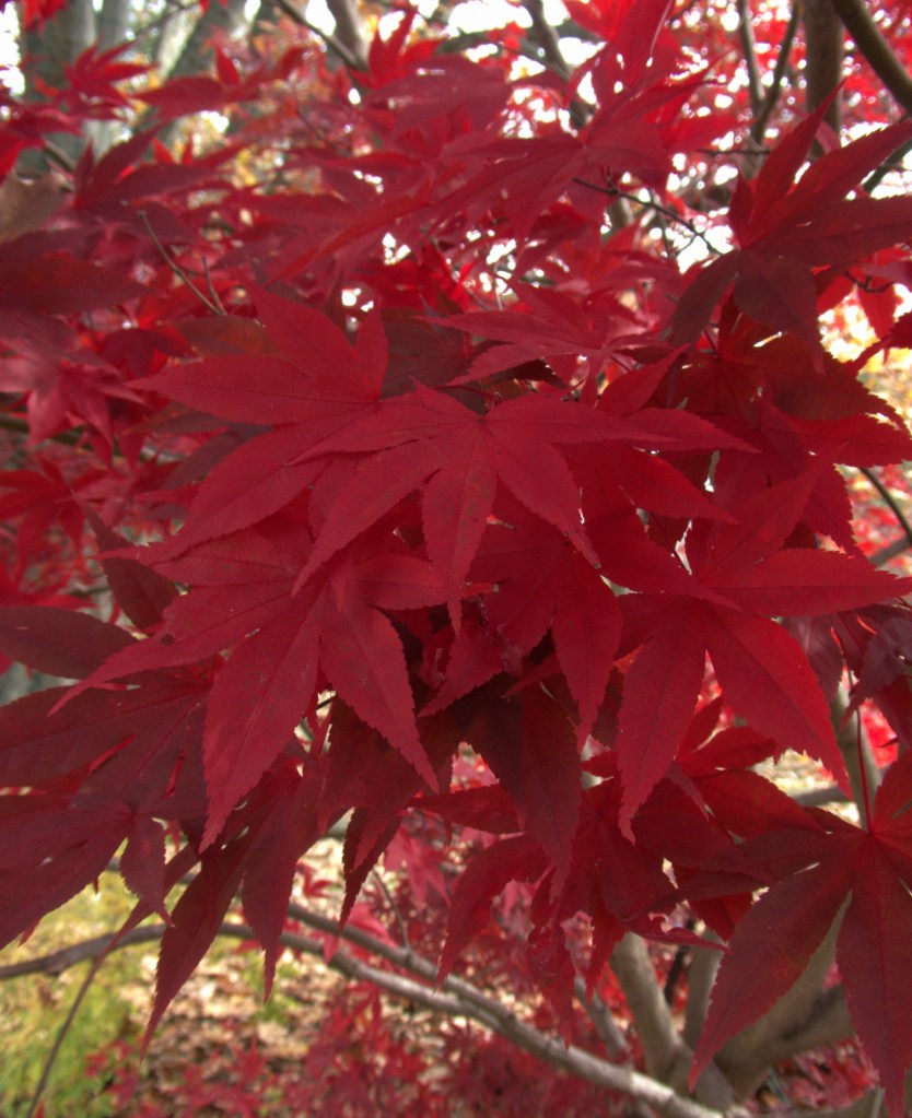red maple leaves in close up