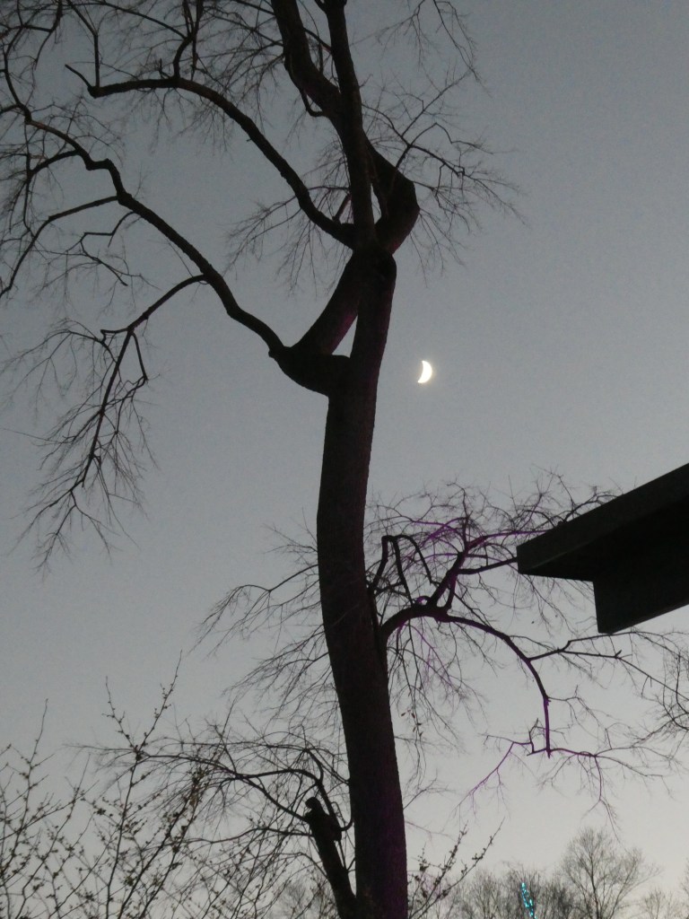 stark looking tree with crescent moon in background
