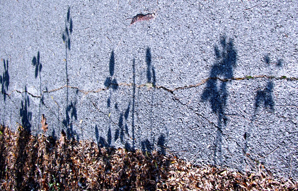 shadows of rose plants on pavement