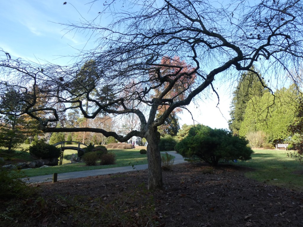 beautiful cherry tree with no leaves and unusual branches that look like a lopsided spider's web